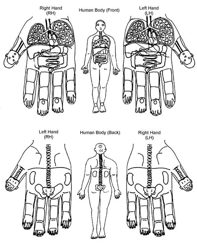 Diploma in Ayurvedic Acupressure (D.Ay.A.)