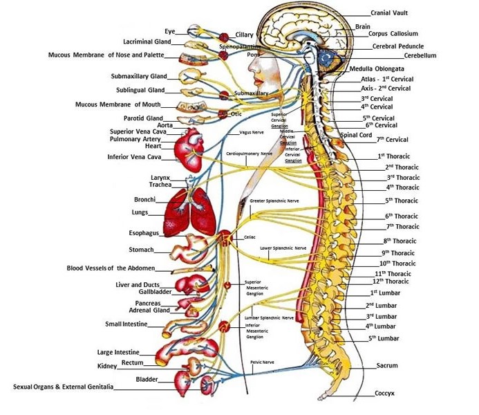 Diploma in Spine Reflexology (D.S.R.)